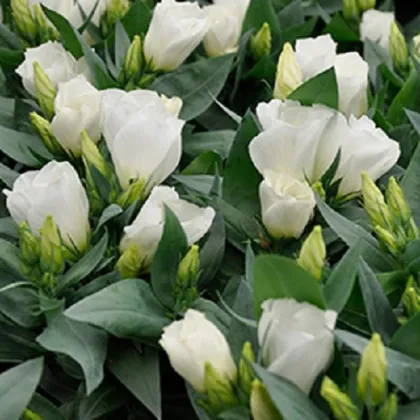 Eustoma Carmen Ivory F1 - Eustoma grandiflorum - predaj semien - 12 ks