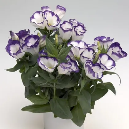 Eustoma Blue Rim F1 - Eustoma grandiflorum - predaj semien - 12 ks