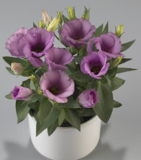 Eustoma Lilac F1 - Eustoma grandiflorum - predaj semien - 12 ks