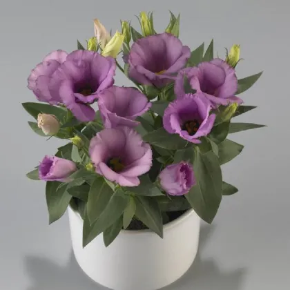 Eustoma Lilac F1 - Eustoma grandiflorum - predaj semien - 12 ks