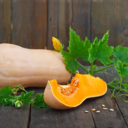 Tekvica maslová Butternut - Cucurbita moschata - predaj semien - 6 ks