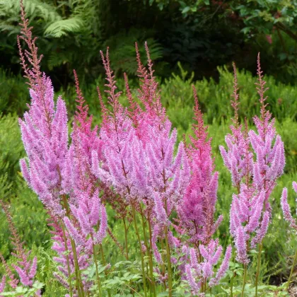 Astilba čínska ružová - Astilbe chinensis var. pumila - predaj semien - 10 ks