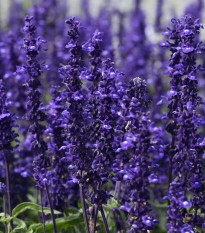 Šalvia hájna Westfriesland - Salvia nemorosa - predaj semien - 20 ks