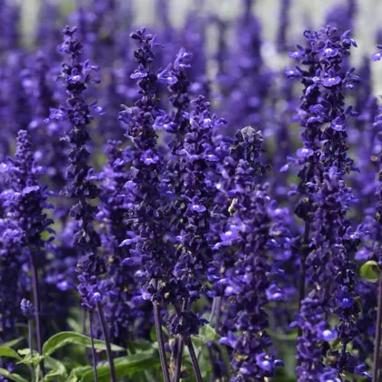 Šalvia hájna Westfriesland - Salvia nemorosa - predaj semien - 20 ks