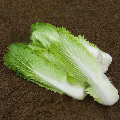 BIO pekinská kapusta Granat - Brassica rapa pekinensis - predaj bio semien - 100 ks