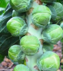 BIO Kel ružičkový Neptuno F1 - Brassica oleracea var. gemmifera - predaj semien - 20 ks