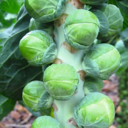 BIO Kel ružičkový Neptuno F1 - Brassica oleracea var. gemmifera - predaj semien - 20 ks