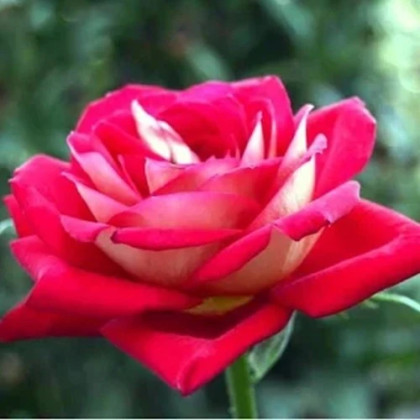 Ruža veľkokvetá kríková červenobiela - Rosa - predaj jednoducho korenených sadeníc - 1 ks