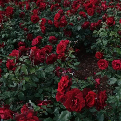 Ruža veľkokvetá kríková tmavočervená - Rosa - predaj jednoducho korenených sadeníc - 1 ks