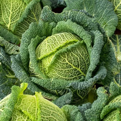 Kel hlávkový Blistra F1 - Brassica oleracea - predaj semien - 35 ks