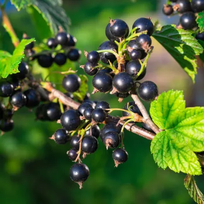 Ríbezle čierne - Ribes sylvestre - predaj jednoducho korenných sadeníc - 1 ks