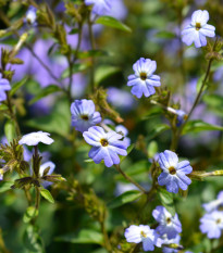 Brovália americká Blue Lady - Browallia americana - predaj semien - 20 ks