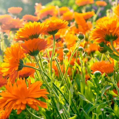 BIO Nechtík lekársky oranžový - Calendula officinalis - semená nechtíka - 30 ks