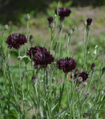 Nevädza čierna - Centaurea cyanus - predaj semien - 50 ks