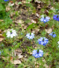 BIO Černuška damascénska - Nigella damascena - predaj bio semien - 50 ks