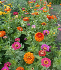 BIO Cínia zmes farieb - Zinnia elegans - predaj bio semien - 20 ks