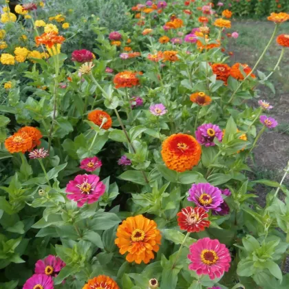 BIO Cínia zmes farieb - Zinnia elegans - predaj bio semien - 20 ks