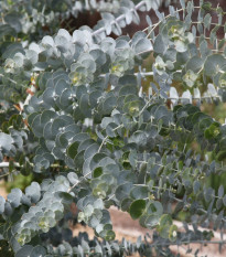 Eukalyptus Baby Blue - Blahovičník - Eukalyptus pulverulenta - predaj semien - 8 ks