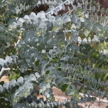 Eukalyptus Baby Blue - Eukalyptus pulverulenta - predaj semien - 8 ks