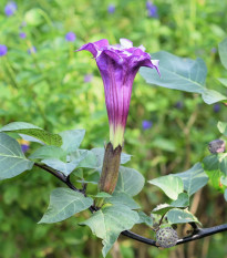 Durman metelový Double Purple - Datura metel - semiačka - 5 ks