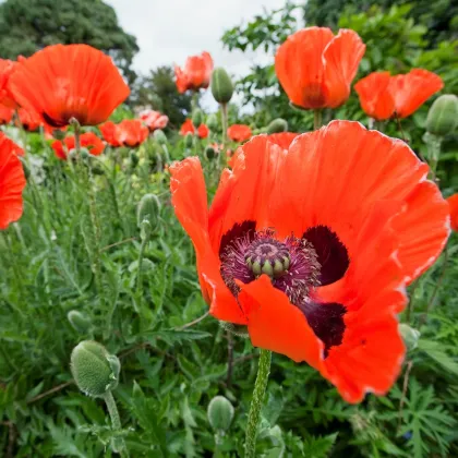 Mak východný Scharlach - Papaver orientale - semiačka - 400 ks