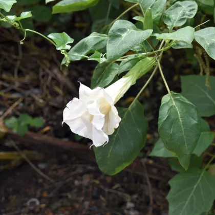 Durman metelový biely - Datura metel albumu - predaj semien - 5 ks