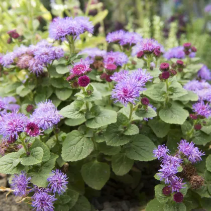 Agerát mexický - Ageratum houstonianum - predaj semien - 0,5 g