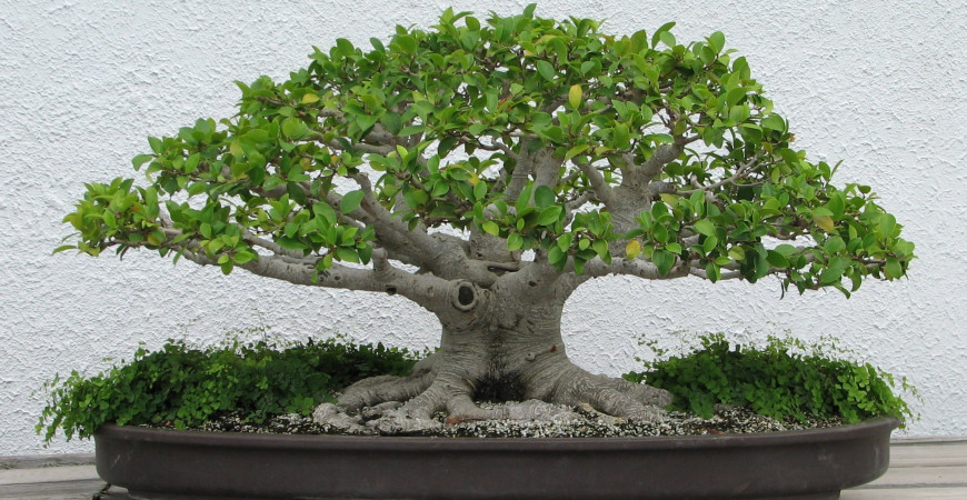 Fikusy a sukulenty sú vhodné ako bonsaje celoročne pestované v byte