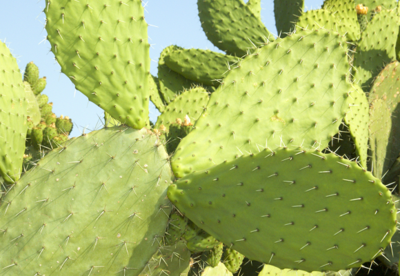 Opuncia, kaktus, s jedlými plodmi 