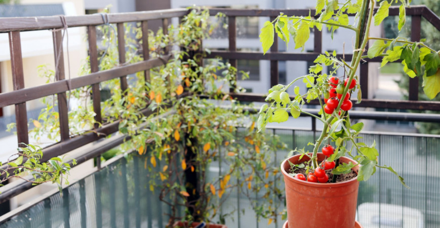 Aj na balkóne môžete pestovať zeleninu 