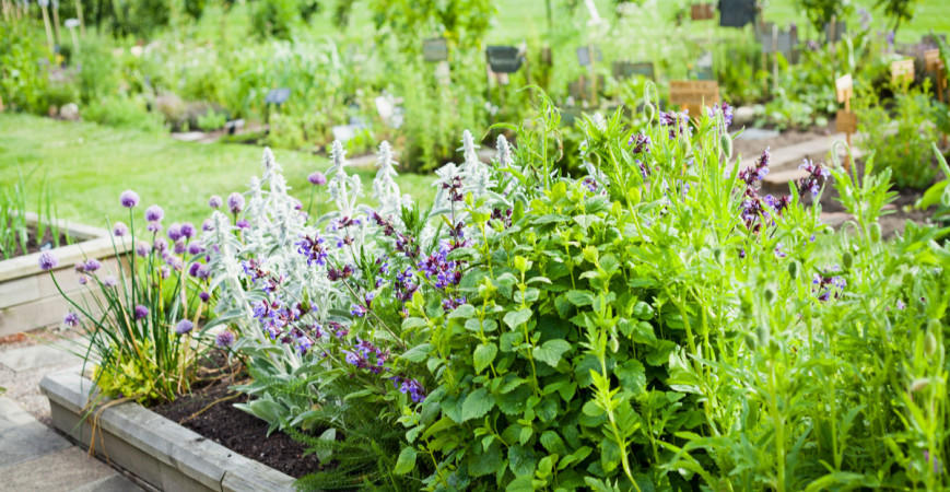 Zdravú záhradku môžete mať i bez chémie - úrodu pred škodcami chráňte bylinkami