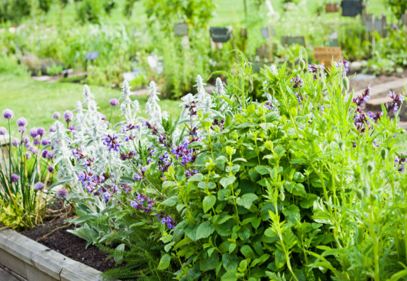Zdravú záhradku môžete mať i bez chémie - úrodu pred škodcami chráňte bylinkami