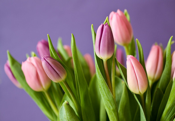 Tulipány – nízke i vysoké, kvitnúce skoro na jar i začiatkom leta 