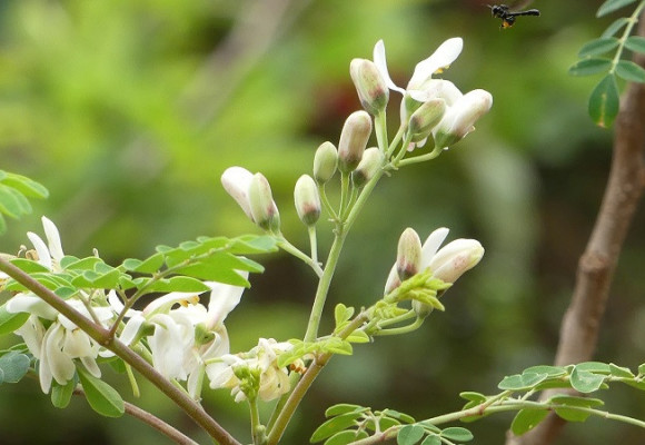 Moringa olejodárna, „viacúčelová plodina“, z ktorej sa dá všetko zužitkovať