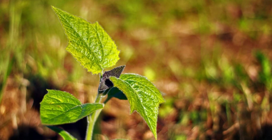 Ochrana rastlín bez chémie? Dá sa to